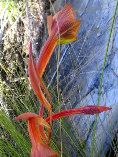 Gladiolus fourcadei, photographed by Di Turner
