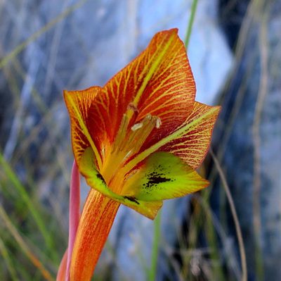 Gladiolus fourcadei, photographed by Di Turner
