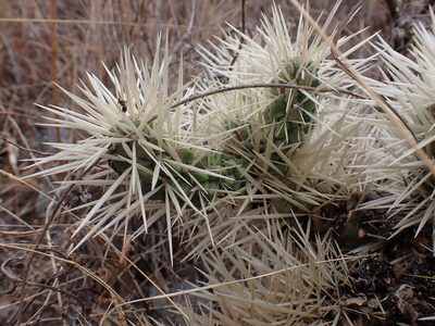 Cylindropuntia tunicata, photographed by Skjold Søndergaard