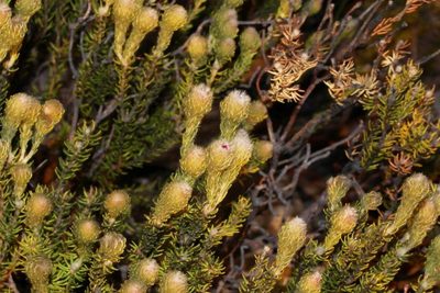 Phylica tortuosa, photographed by Brian du Preez