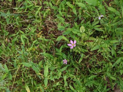 Sabatia angularis, photographed by Nick Doty