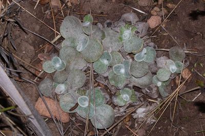 Syncarpha montana, photographed by Brian du Preez