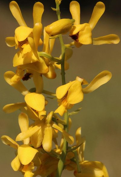 Eulophia angolensis, photographed by Robert Taylor