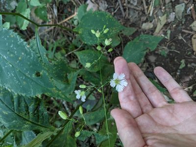 Silene stellata, photographed by Nick Doty