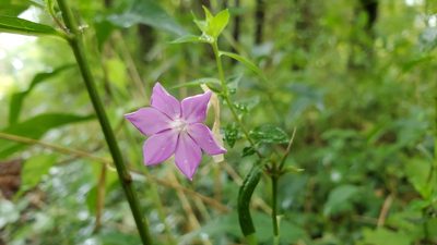 Phlox paniculata, photographed by liquidrainbow