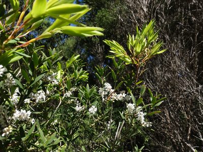 Leucopogon australis, photographed by Cowirrie