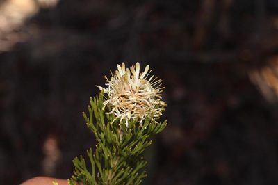 Paranomus esterhuyseniae, photographed by Brian du Preez