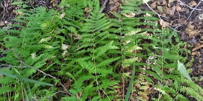 Thelypteris palustris, photographed by Oleksii Vasyliuk
