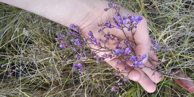 Limonium gmelini, photographed by Oleksii Vasyliuk