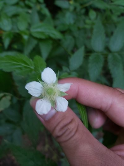 Rubus queenslandicus, photographed by Tim