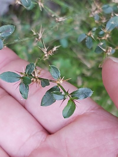Nyssanthes diffusa, photographed by Tim
