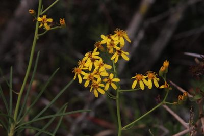 Senecio linifolius, photographed by Tony Rebelo