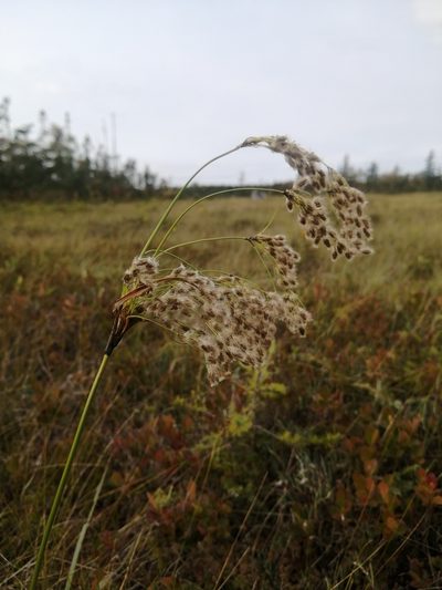 Scirpus longii, photographed by agbelliveau