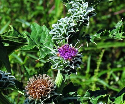 Pacourina edulis, photographed by Hugo Hulsberg