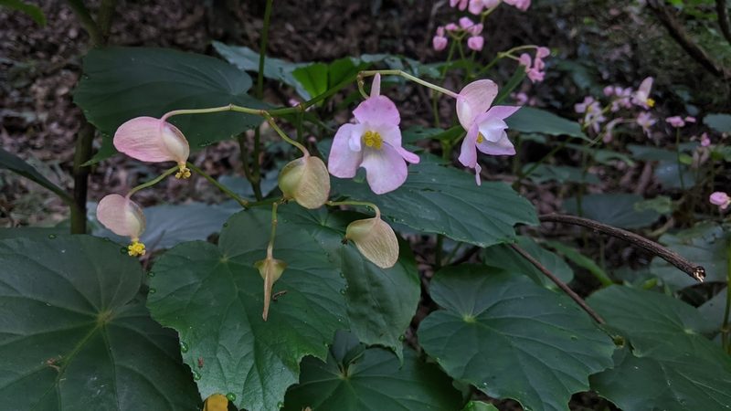 Begonia chitoensis, photographed by Cheng-Te Hsu