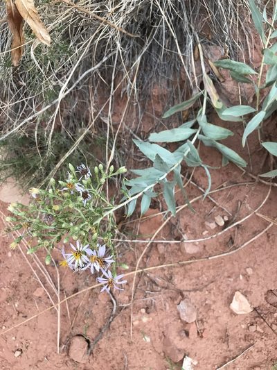 Herrickia glauca, photographed by brettaugust