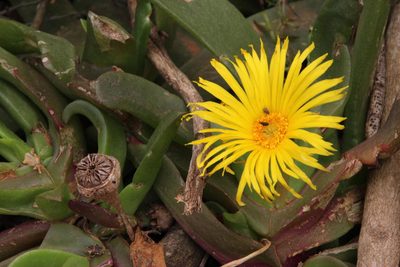 Glottiphyllum longum, photographed by Tony Rebelo