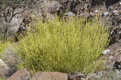 Euphorbia larica, photographed by dhfischer