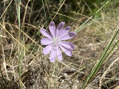 Lygodesmia texana, photographed by Reid Hardin