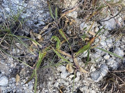 Oenothera macrocarpa, photographed by Reid Hardin