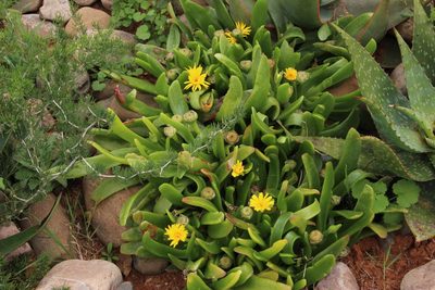 Glottiphyllum longum, photographed by Tony Rebelo