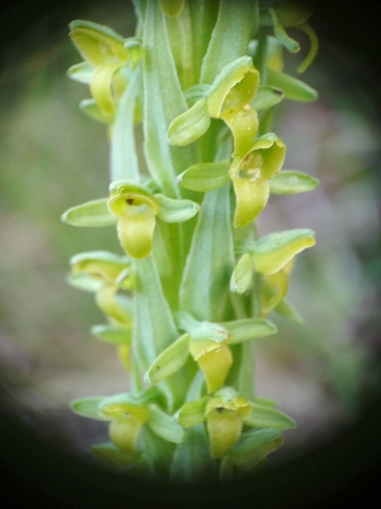 Coenoemersa volcanica, photographed by Guillermo Huerta Ramos