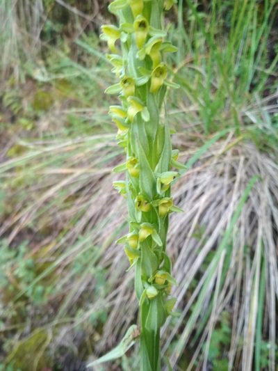 Coenoemersa volcanica, photographed by Guillermo Huerta Ramos