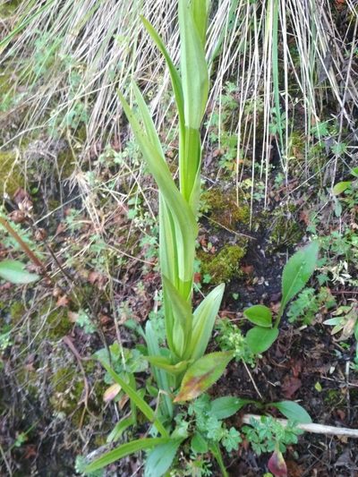 Coenoemersa volcanica, photographed by Guillermo Huerta Ramos