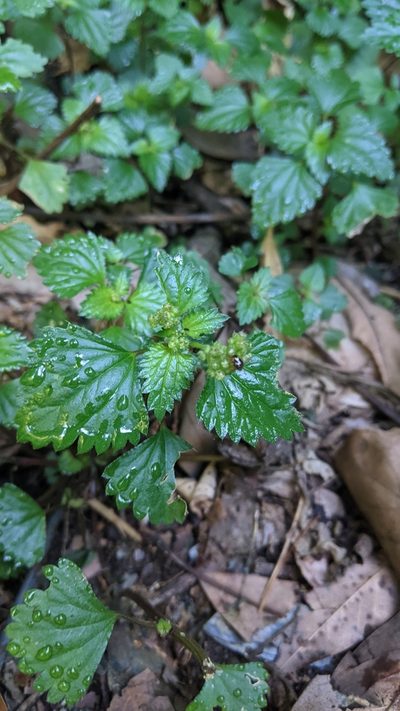 Nanocnide japonica, photographed by Cheng-Te Hsu