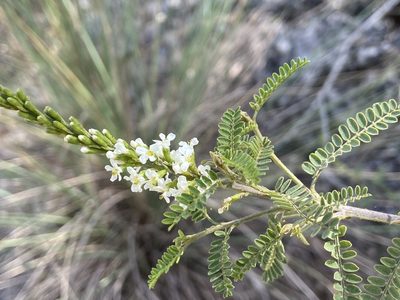 Eysenhardtia texana, photographed by Reid Hardin