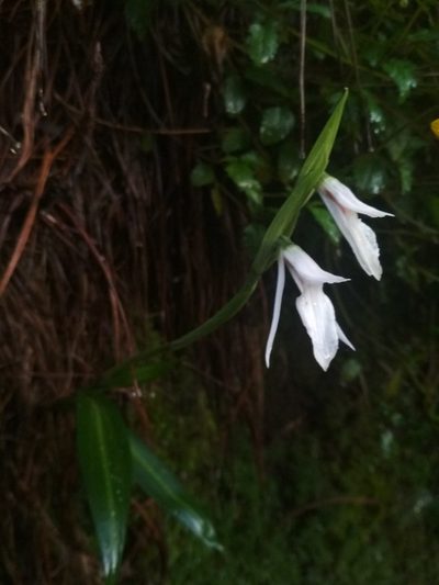 Funkiella hyemalis, photographed by Guillermo Huerta Ramos