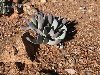 Cheiridopsis denticulata, photographed by Sam McCarren