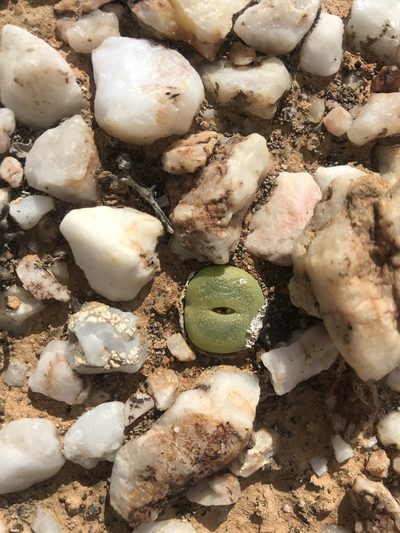 Conophytum subfenestratum, photographed by Sam McCarren