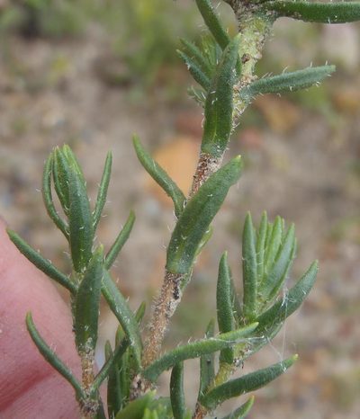 Pteronia hirsuta, photographed by Nicola van Berkel
