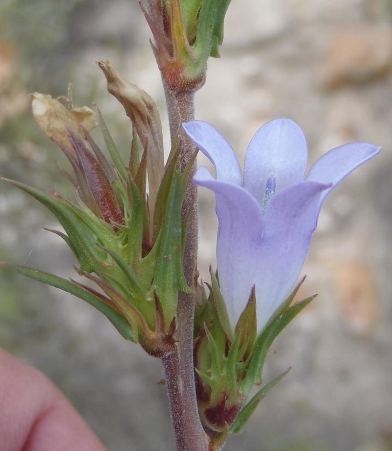 Prismatocarpus cliffortioides, photographed by Nicola van Berkel