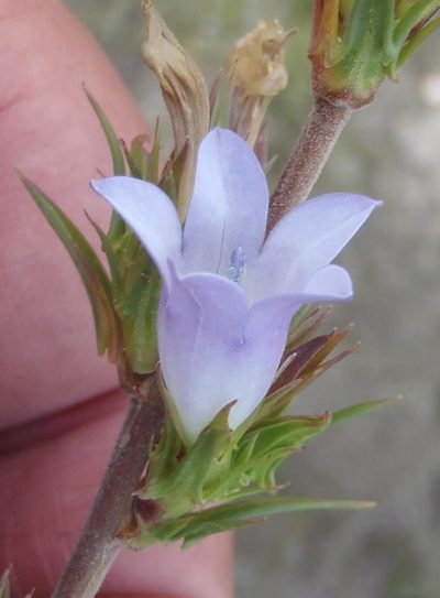 Prismatocarpus cliffortioides, photographed by Nicola van Berkel