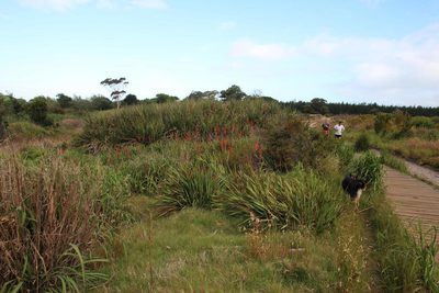Watsonia angusta, photographed by Tony Rebelo