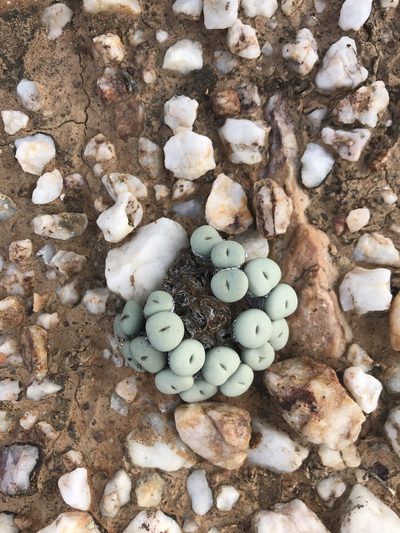 Conophytum minutum, photographed by Sam McCarren