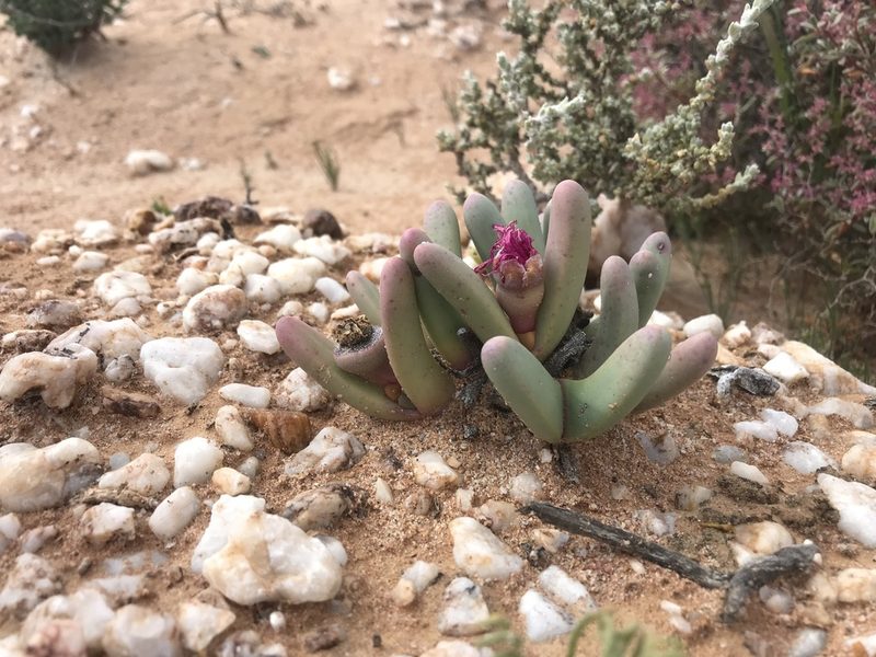 Argyroderma fissum, photographed by Sam McCarren
