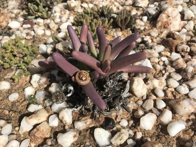 Argyroderma fissum, photographed by Sam McCarren