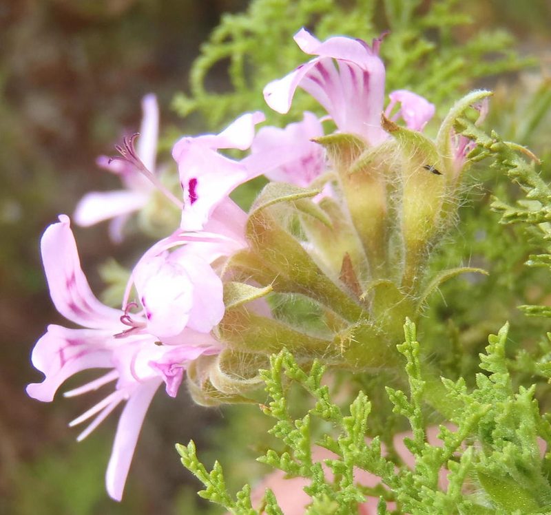 Pelargonium denticulatum, photographed by Nicola van Berkel