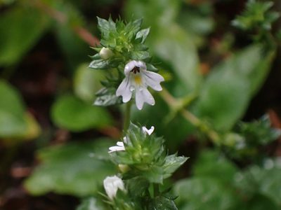 Euphrasia nemorosa, photographed by Randal