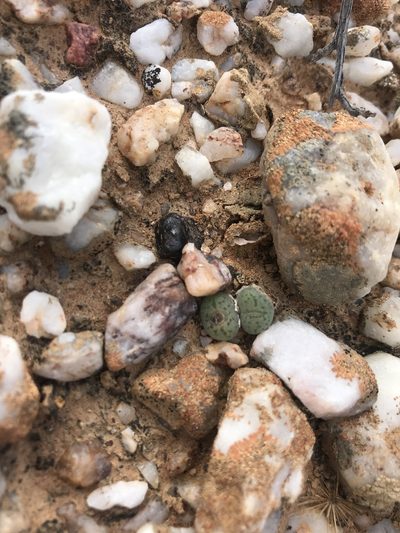 Conophytum uviforme, photographed by Sam McCarren