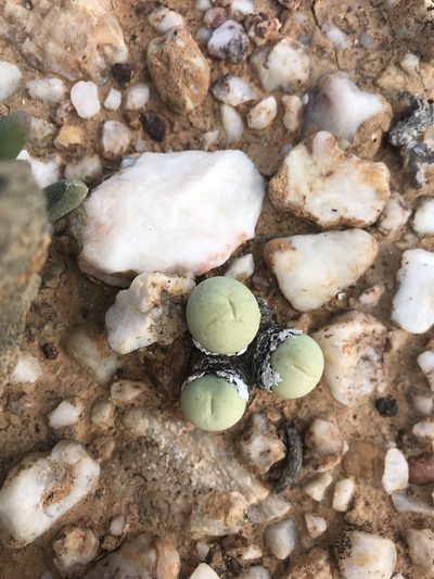 Conophytum calculus, photographed by Sam McCarren