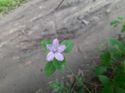 Ruellia prostrata, photographed by মহা বিদ্রোহী BUT রণ ক্লান্ত