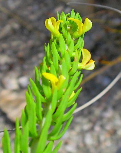 Aspalathus mundiana, photographed by Di Turner
