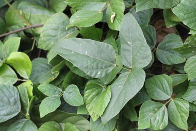 Neustanthus phaseoloides, photographed by Agnes Trekker