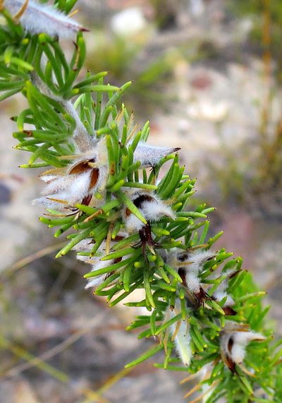 Aspalathus acanthes, photographed by Di Turner