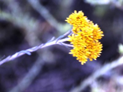 Helichrysum rutilans, photographed by Tony Rebelo