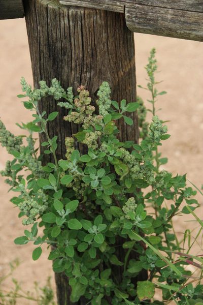 Chenopodium mucronatum, photographed by Tony Rebelo